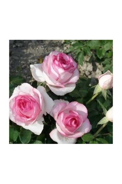 Чайно-гібридна троянда Дольче Віта в саду у цвіті